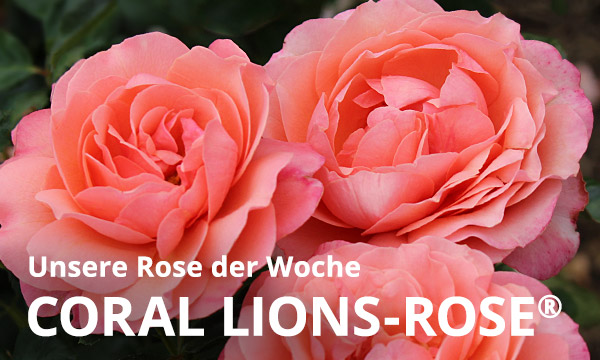 Coral Lions-Rsoe®